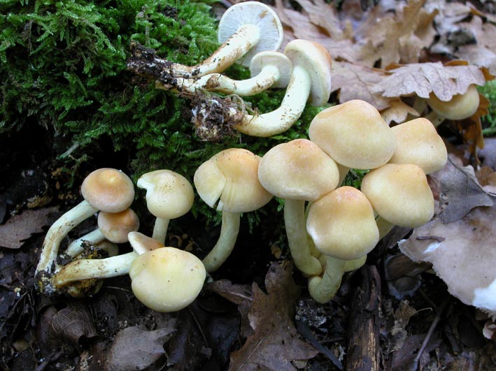 Ancora dalla foresta di Tazzo (TR)